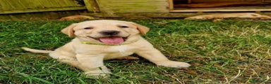 Labrador Retriever Puppy 1