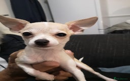 Chihuahua dogs for sale: Gorgeous tiny chibuahuas - Image 14