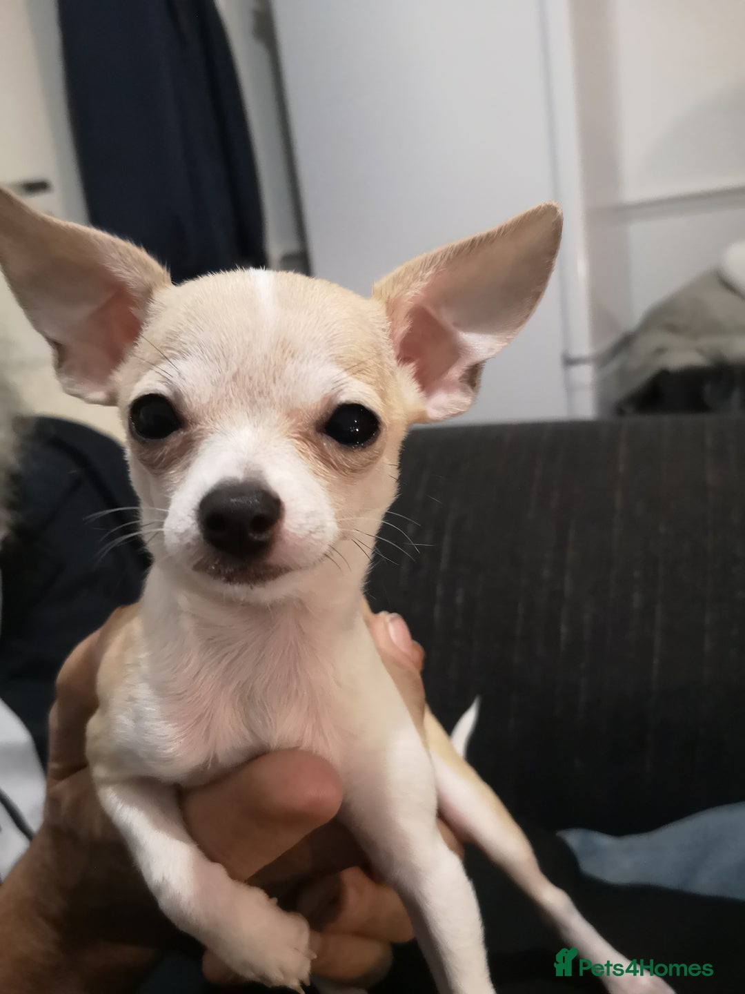 Chihuahua dogs for sale: Gorgeous tiny chibuahuas - Image 14
