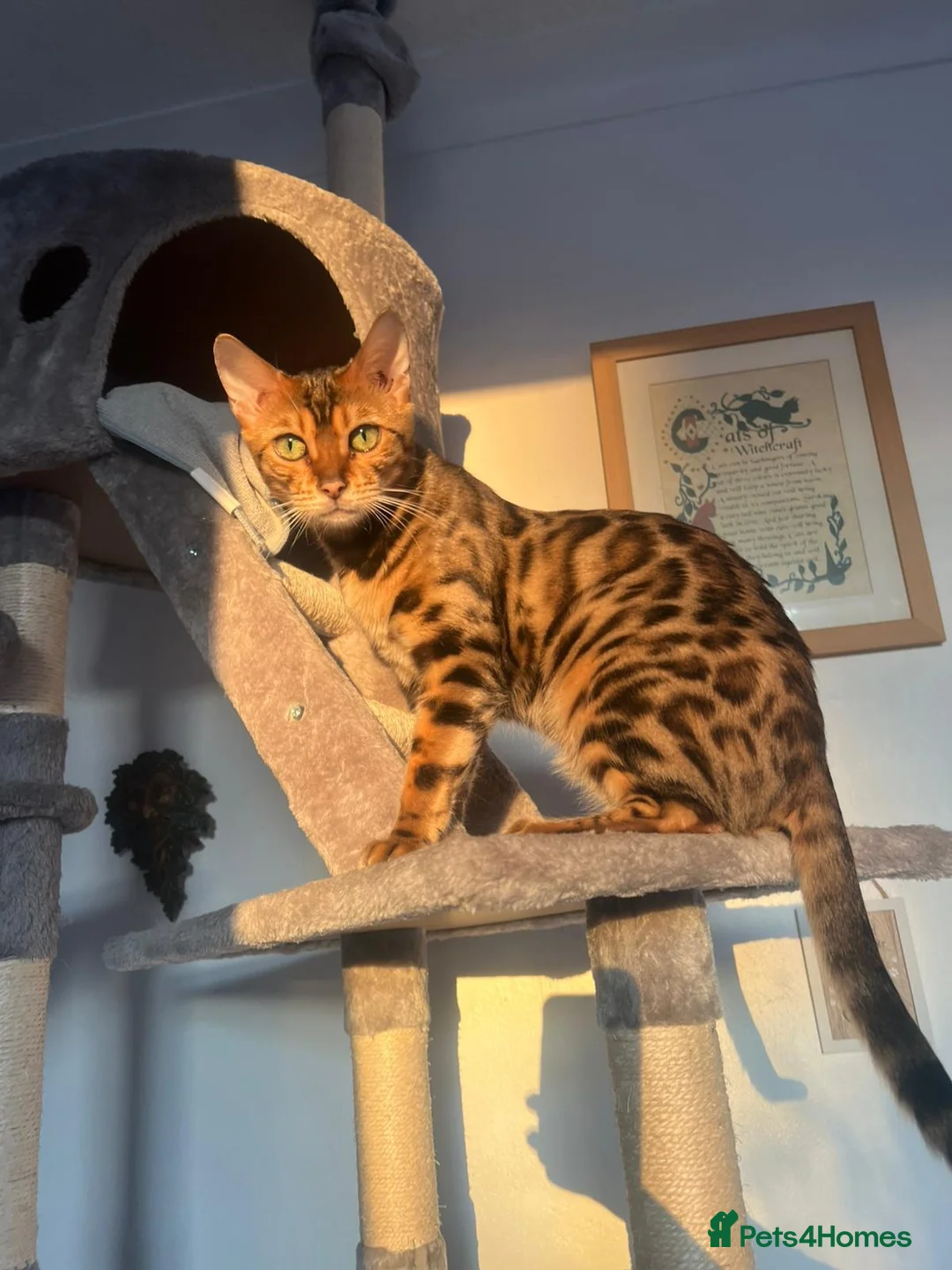 Bengal cats for sale: Female glitter Bengal for sale - Advert 1