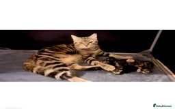 Mixed Breed cats for sale: Beautiful Kittens for sale - Image 11