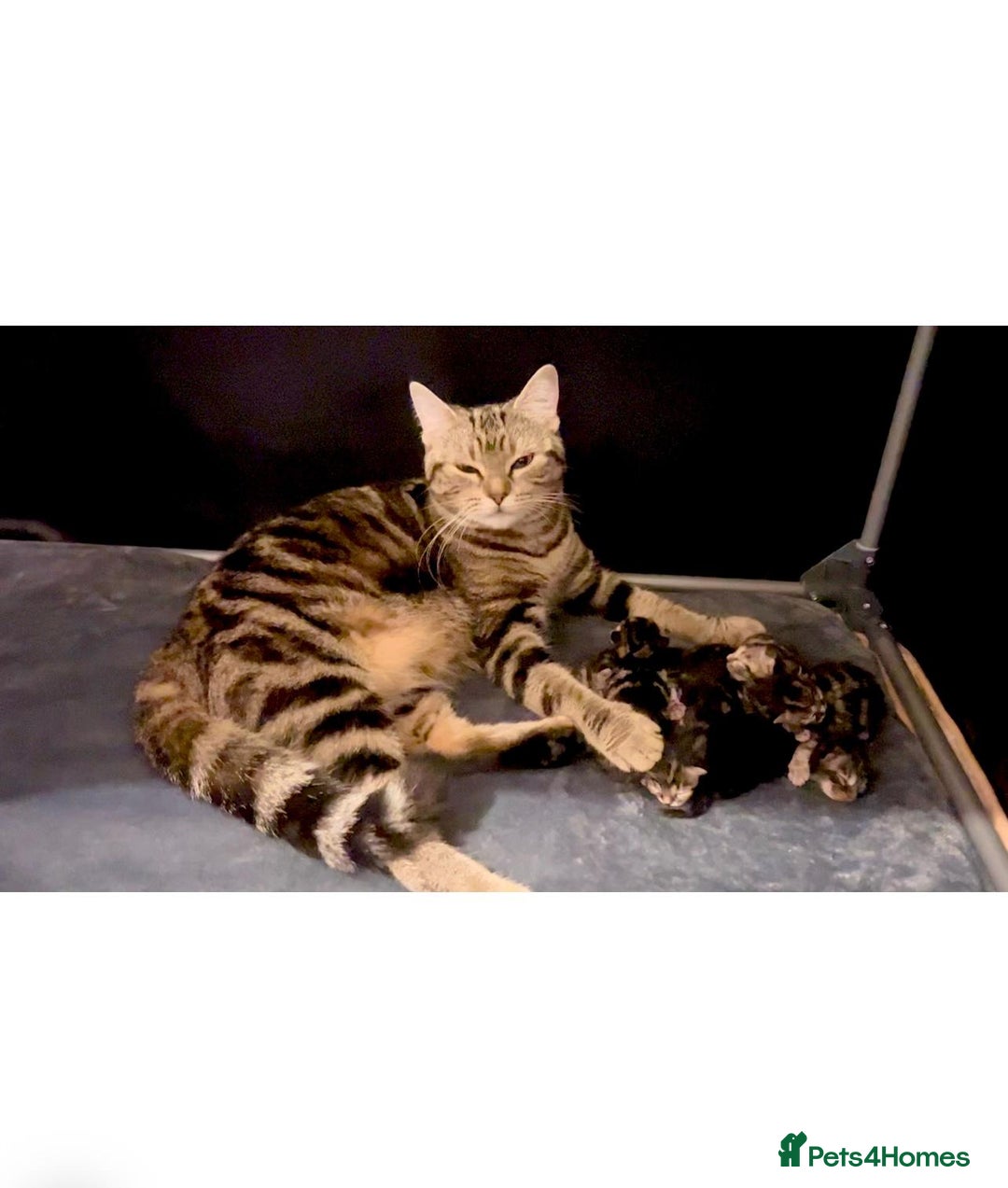 Mixed Breed cats for sale: Beautiful Kittens for sale - Image 11