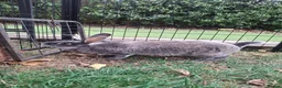 Rex rabbits for sale: X3 Rex Does and hutch & Run in Southampton - Advert 1