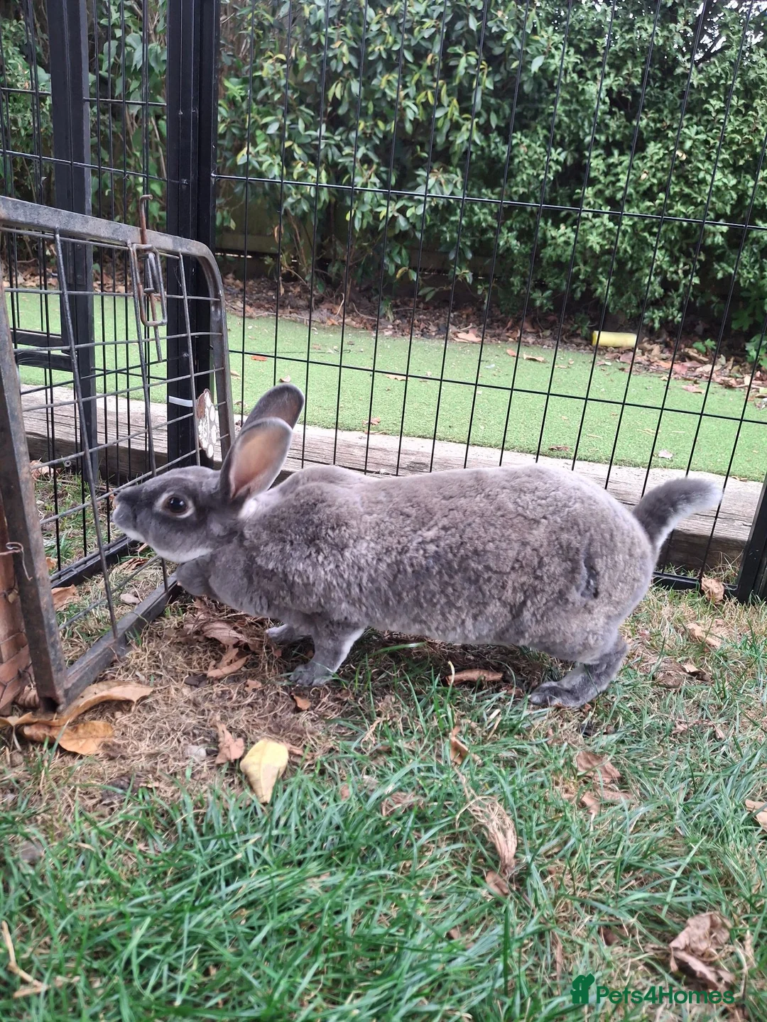 Rex rabbits for sale: X3 Rex Does and hutch & Run in Southampton - Advert 1