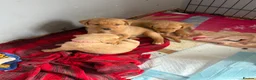 Labrador Retriever dogs for sale: Beautiful Labrador puppies for sale  - Advert 27