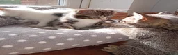 Mixed Breed cats for sale: Kittens Mixed breed (father 1/4 Bengal) - Advert 19