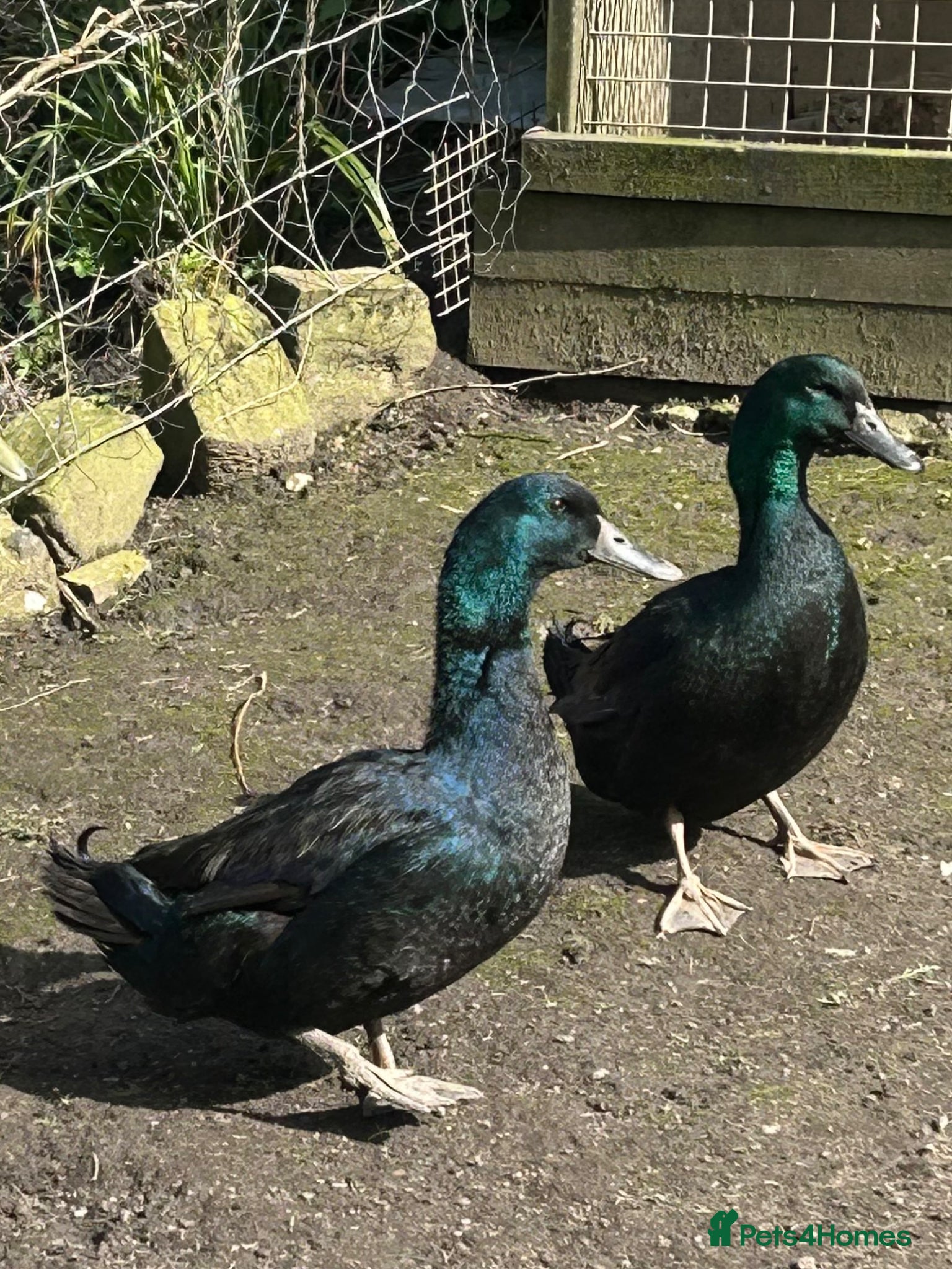 Ducks poultry 2 Cayuga drakes - Advert 3