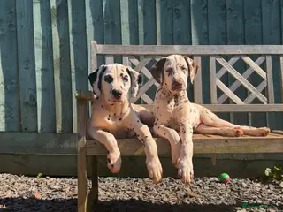 Dalmatian dogs KC Reg Dalmatian Puppies Black & Liver Ready Now - Advert 9