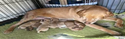 Labrador Retriever dogs for sale: Red / yellow Labrador pups   - Advert 6