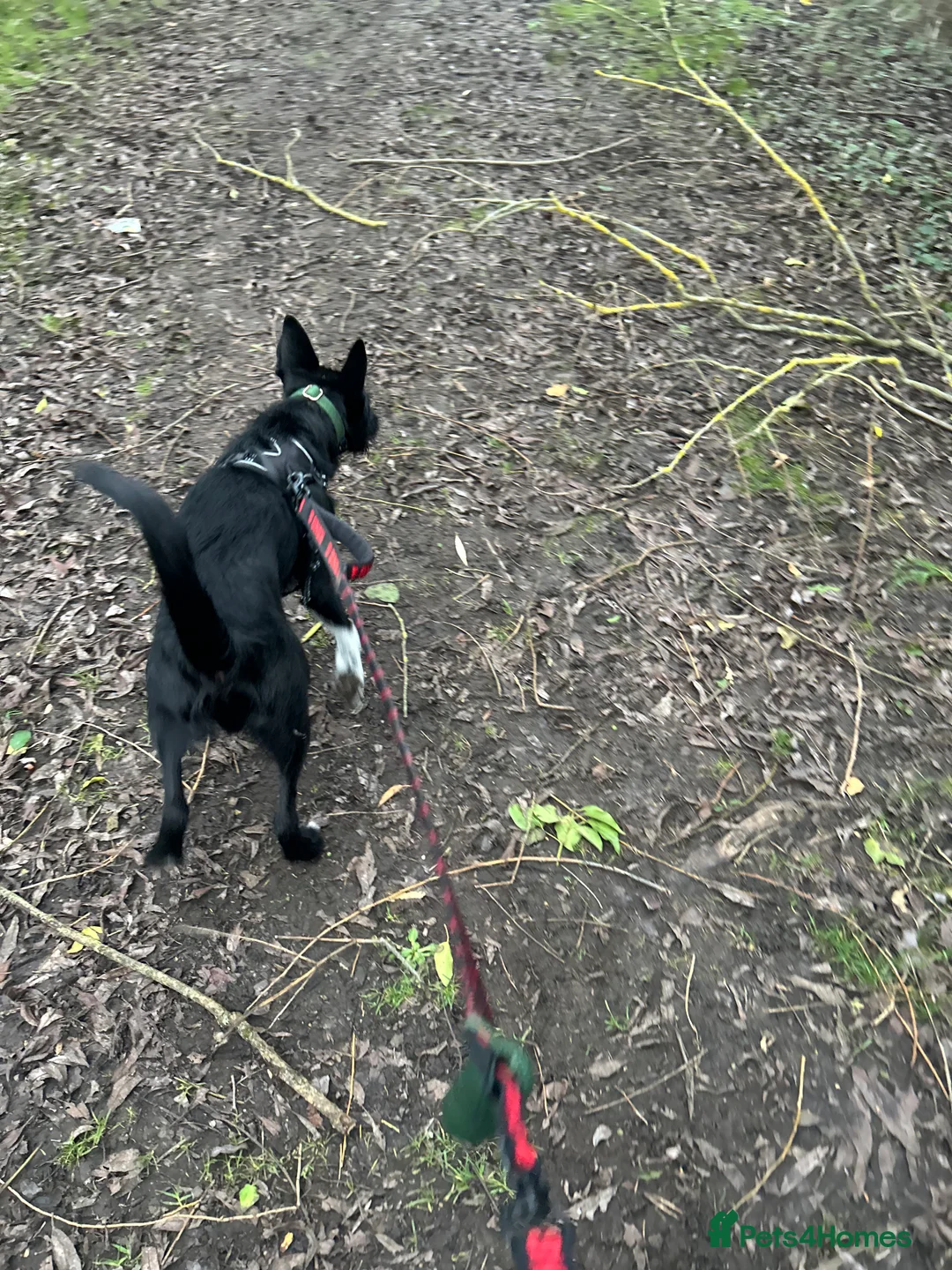 Mixed Breed dogs for sale: Border collie cross with a Patterdale - Advert 2