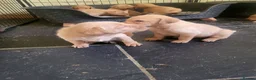 Labrador Retriever dogs for sale: Fox Red Labradors, KC registered, Health Checked. - Advert 19