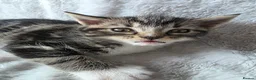 Mixed Breed cats for sale: 3 Mainecoon Mix Kittens  - Advert 9