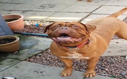 Dogue De Bordeaux dogs for sale: Dogue de Bordeaux - Image 3