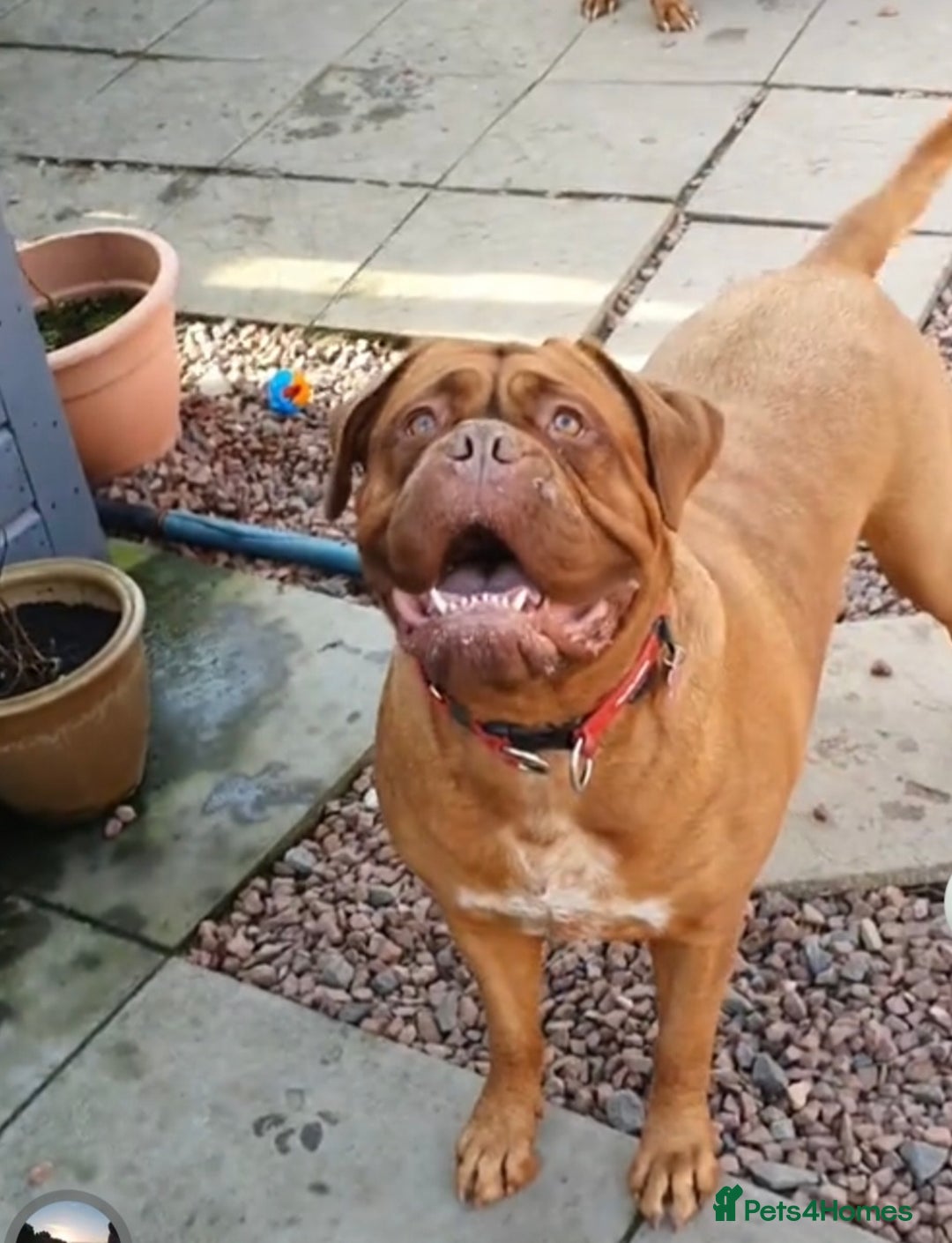 Dogue De Bordeaux dogs for sale: Dogue de Bordeaux - Image 3