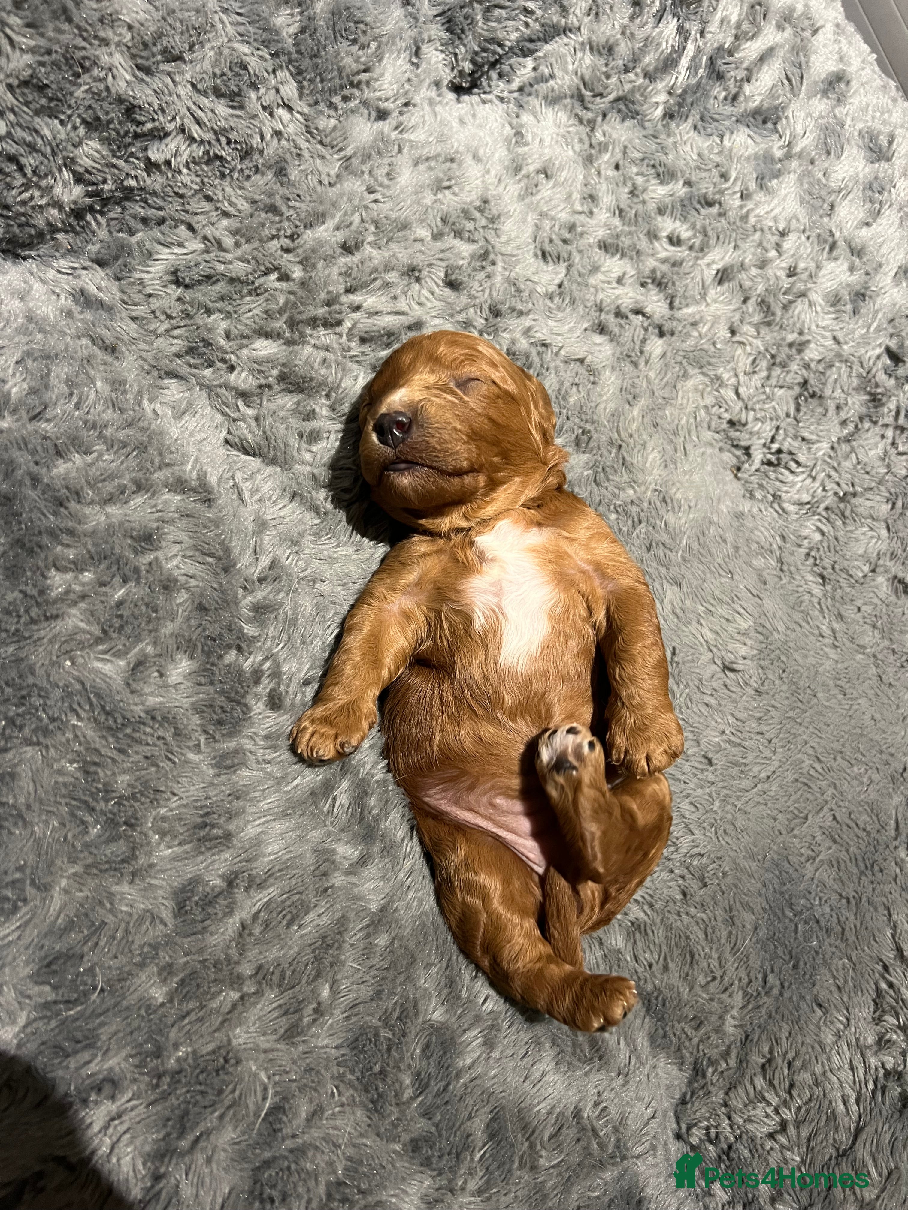 Cavapoo dogs Stunning F2 Bitch Available  - Advert 7