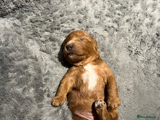 Cavapoo dogs Stunning F2 Bitch Available - Advert 5