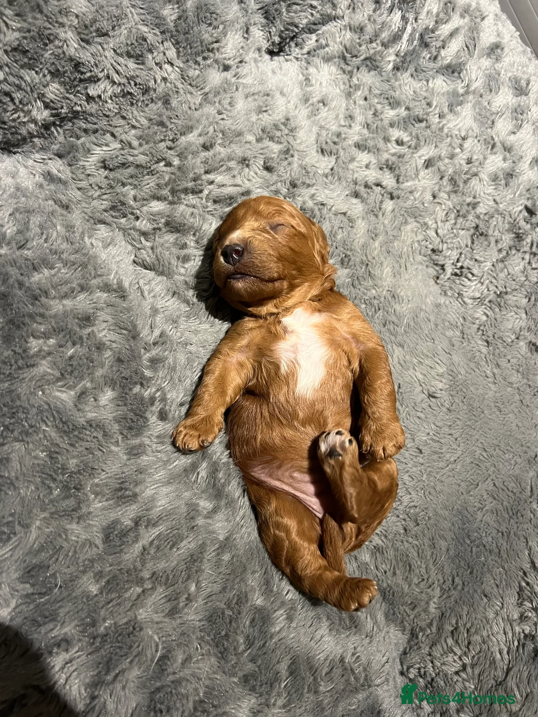 Cavapoo dogs for sale: Reserved Stunning F2 Bitch Available  - Advert 8