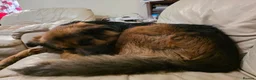 German Shepherd dogs for sale: Kyza  in Oswestry - Advert 4
