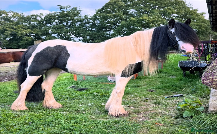 Other Breed horses - Advert 4