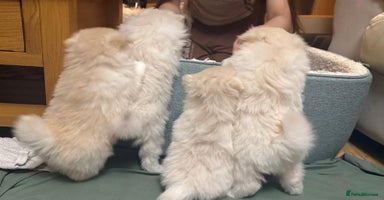 Pomapoo dogs Fluffy 4 Pomapoo Puppies Ready for Their Homes - Advert 13