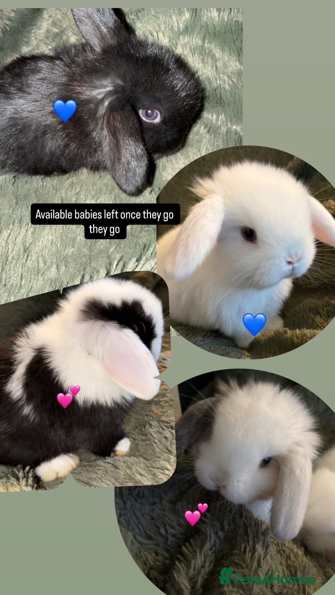 Mini Lop rabbits Beautiful Mini Lops to reserve  - Advert 1
