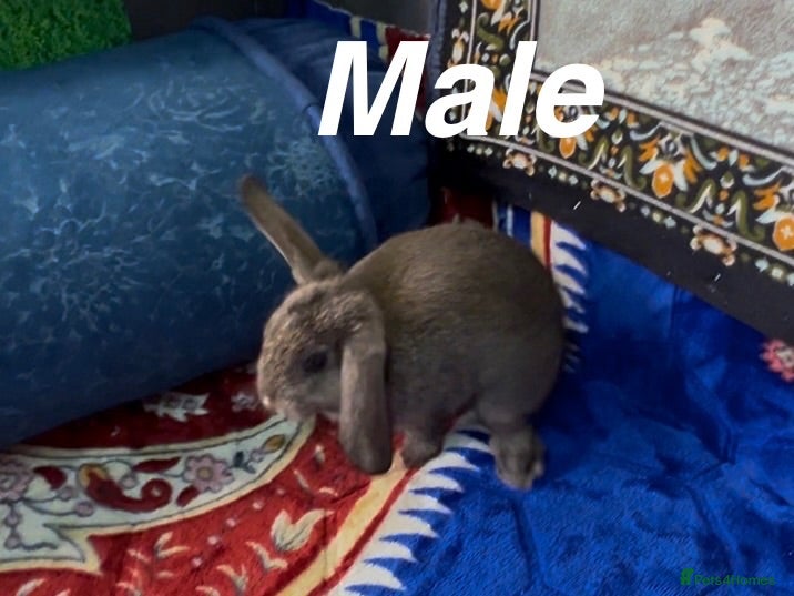 Mini Lop rabbits Mini lop rabbit  - Advert 2