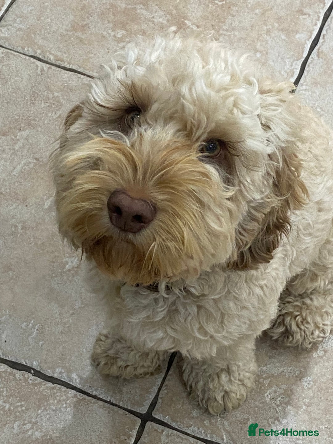 Cockapoo dogs for sale: Gorgeous cockapoo pup!  - Advert 8