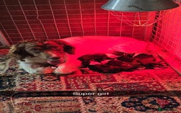 Sprollie dogs for sale: 7 lovely sprollie pups for sale - Image 19