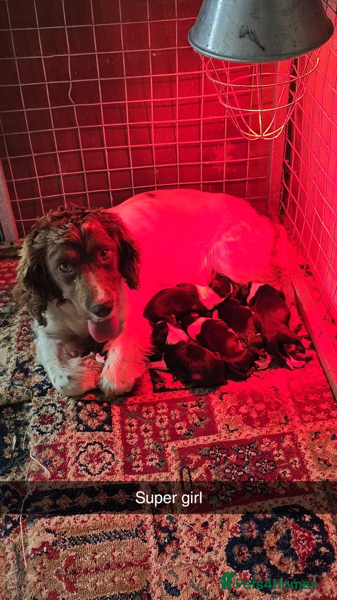 Sprollie dogs for sale: 7 lovely sprollie pups for sale - Image 19