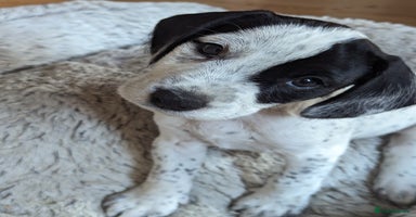 Mixed Breed dogs - Advert 11