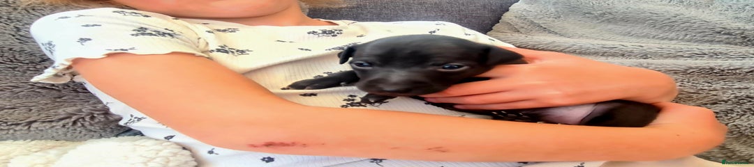 Italian Greyhound Puppy 4