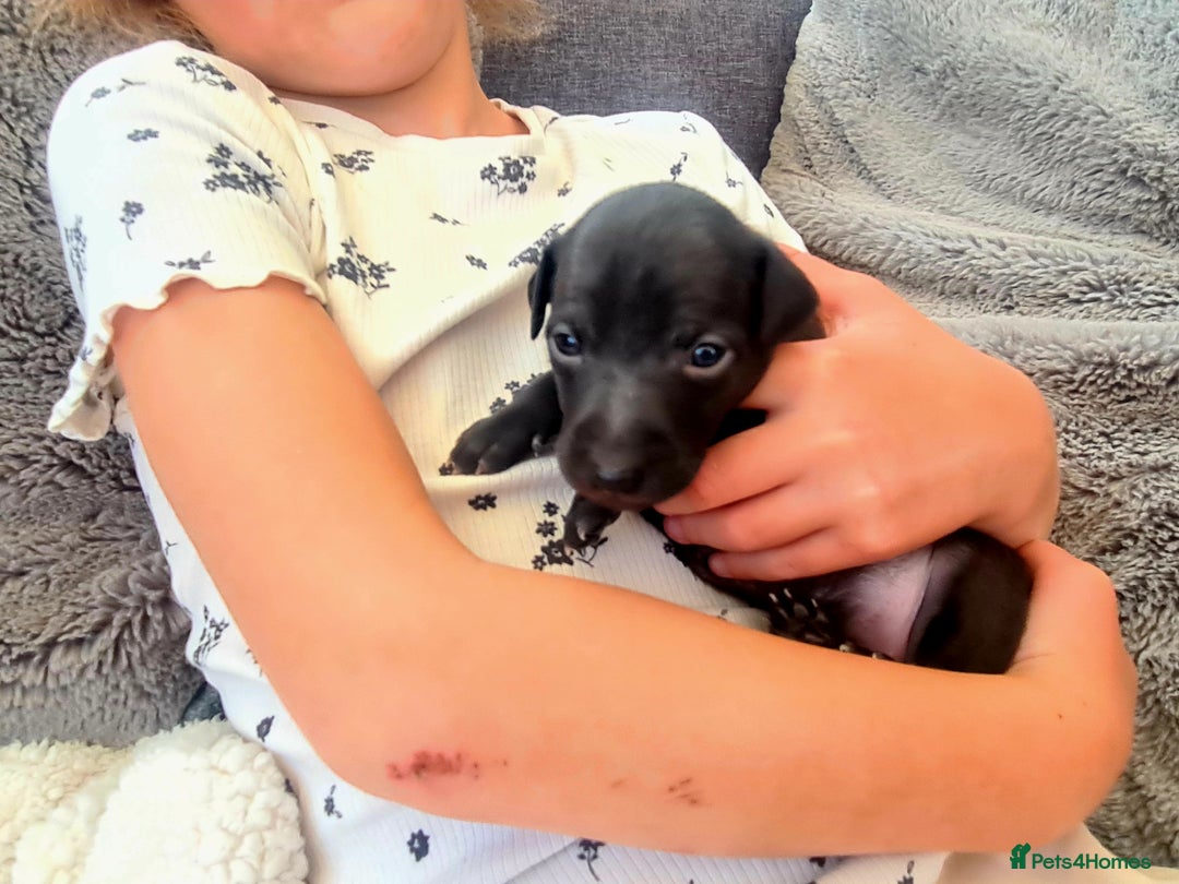 Italian Greyhound dogs for sale: 4 stunning Italian greyhound puppies  - Image 7