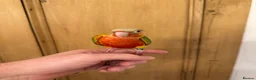 Conures birds for sale: Hand Reared Conures For Sale - Advert 14