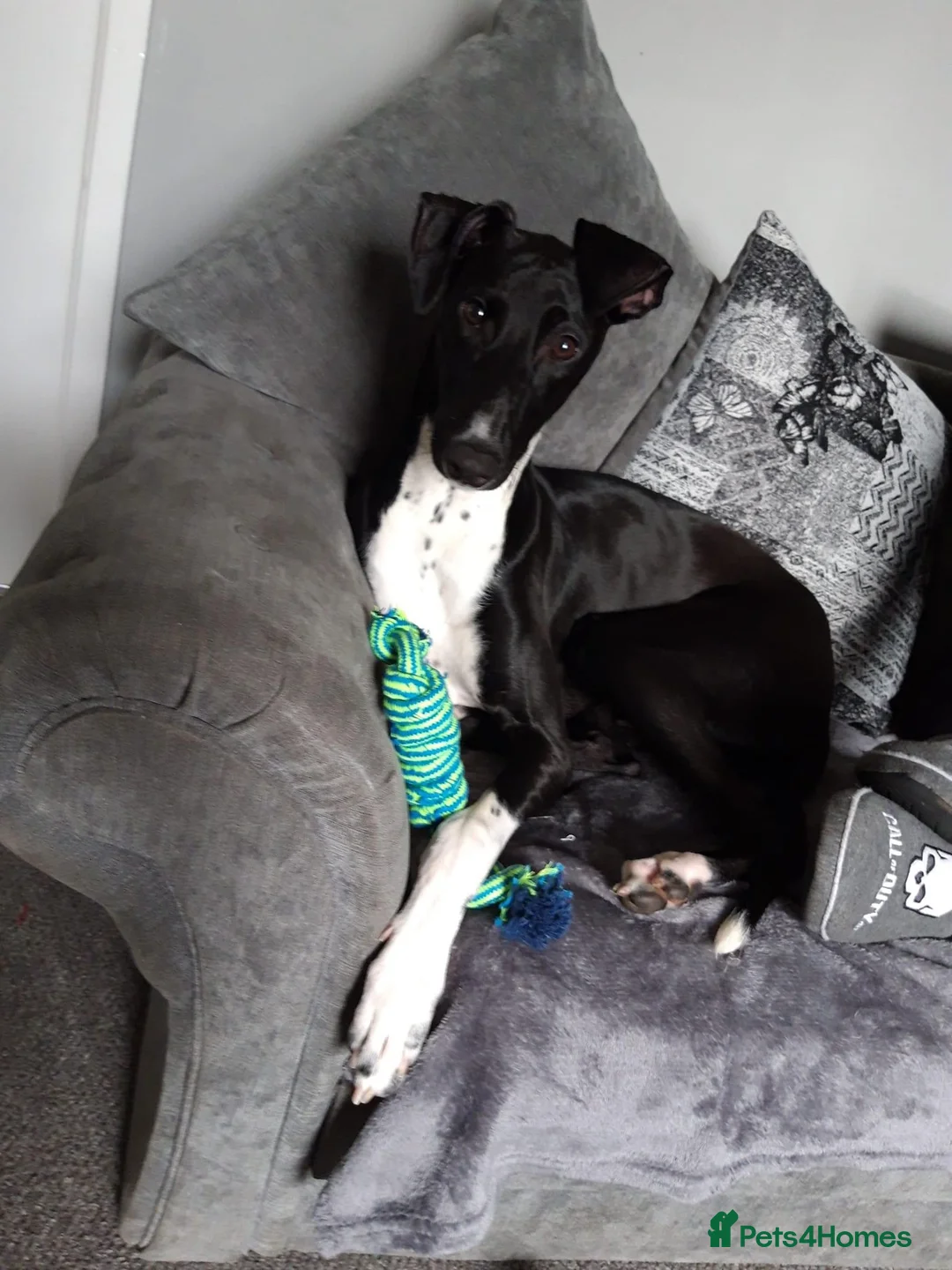 Greyhound dogs for stud: Greyhound stud  - Advert 2