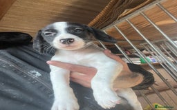 Beagle dogs for sale: Beagle puppies 🐶 - Image 2