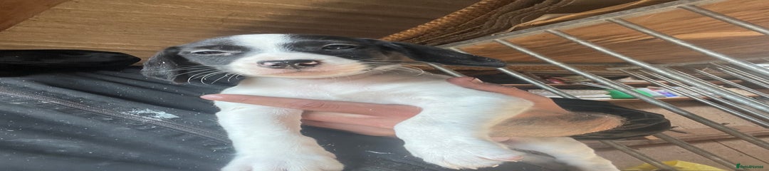 Beagle Puppy 3