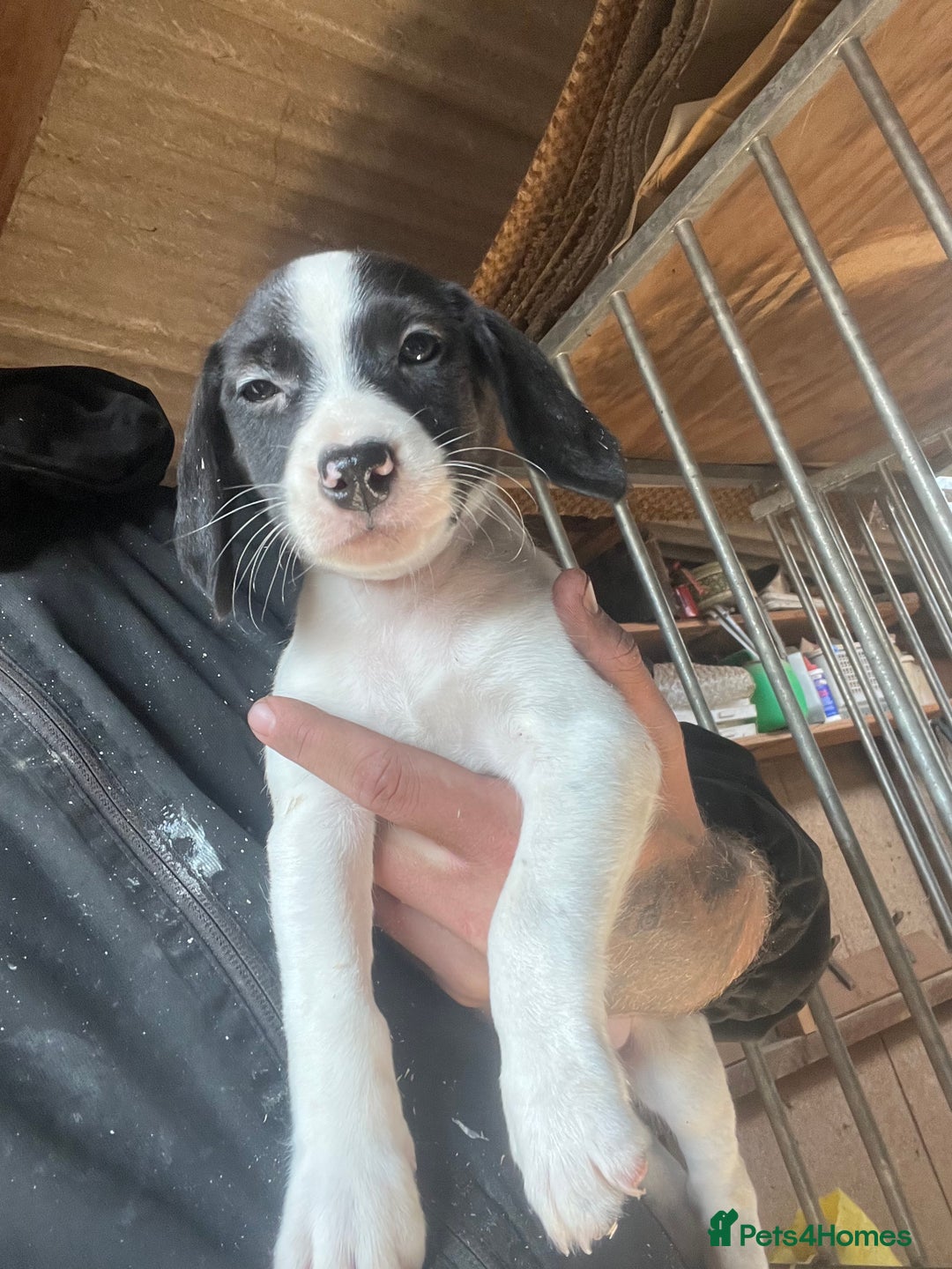 Beagle dogs for sale: Beagle puppies 🐶 - Image 2