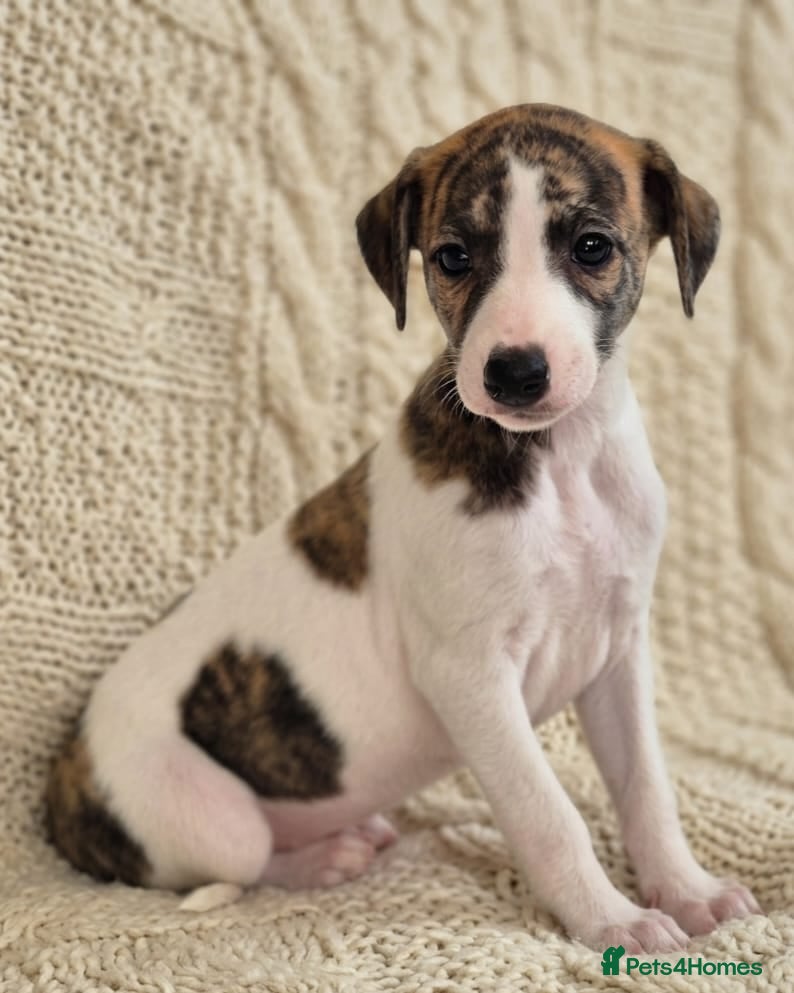 Whippet dogs Stunning Show Quality Ch Sired Whippet Puppies  - Advert 1