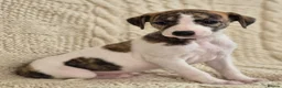 Whippet dogs for sale: Stunning Show Quality Ch Sired Whippet Puppies  - Advert 15