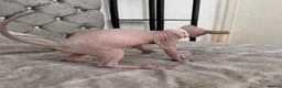 Sphynx cats for sale: Special Reduced Price Blue-Eyed Sphynx / TICA Reg - Advert 18