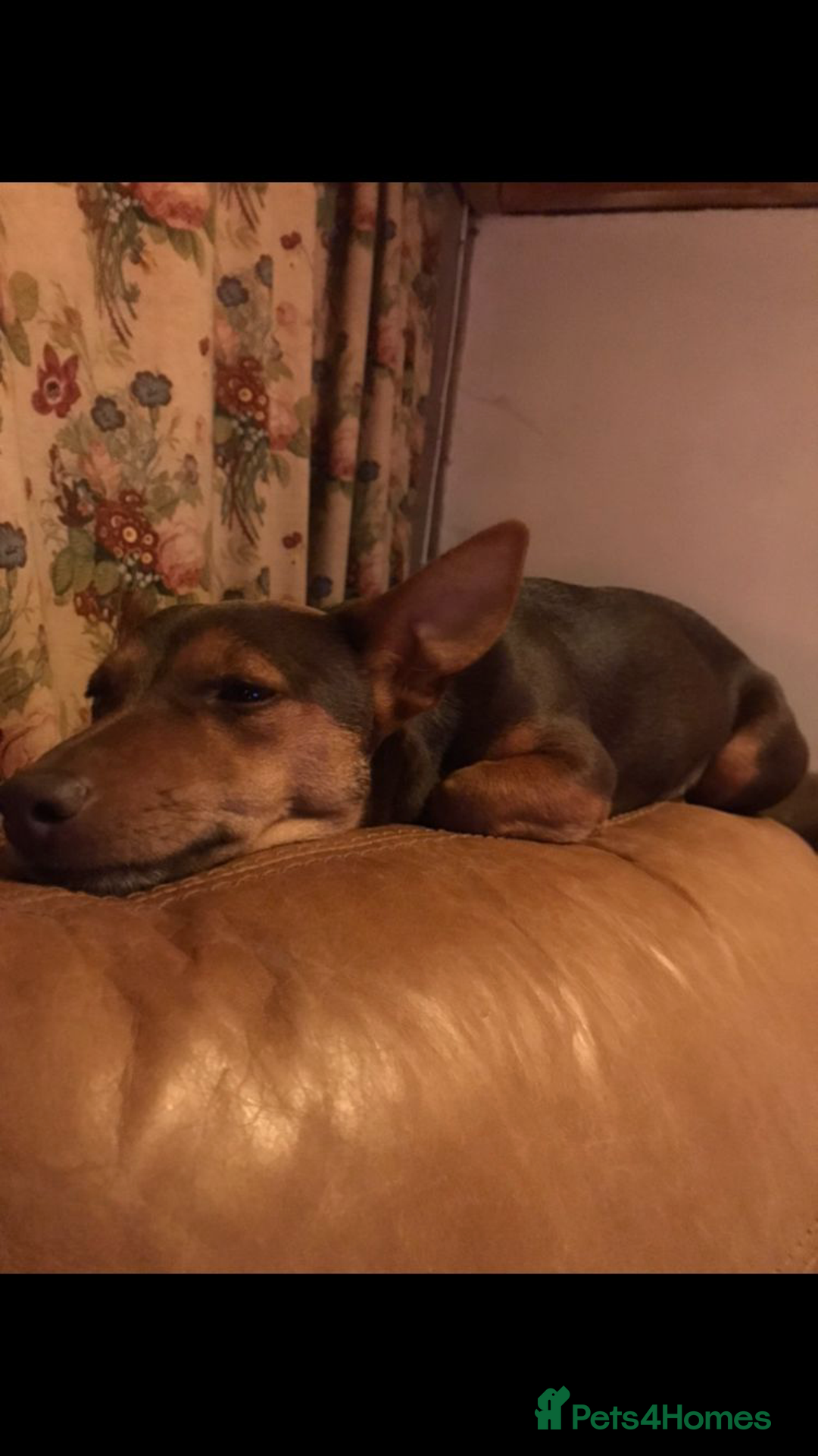 Jack Russell dogs for sale: Stunning chocolate miniature jack russell pups  - Advert 1