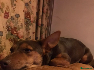 Jack Russell dogs Stunning chocolate miniature jack russell pups - Advert 11