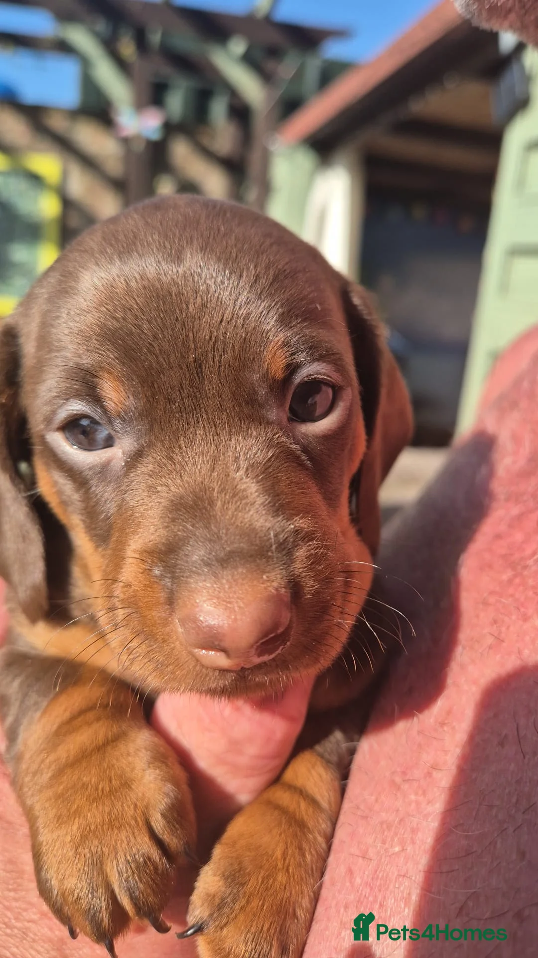 Miniature Dachshund dogs for sale: My most stunning mini-dachunds x - Advert 23