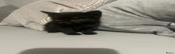 Mixed Breed cats for sale: Two female kittens for sale in Luton - Advert 6