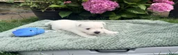 West Highland Terrier dogs for sale: Gorgeous West Highland Terriers in Tonbridge - Advert 9