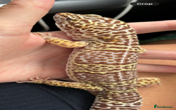Gecko reptiles for sale: Leopard gecko and full set up - Image 3