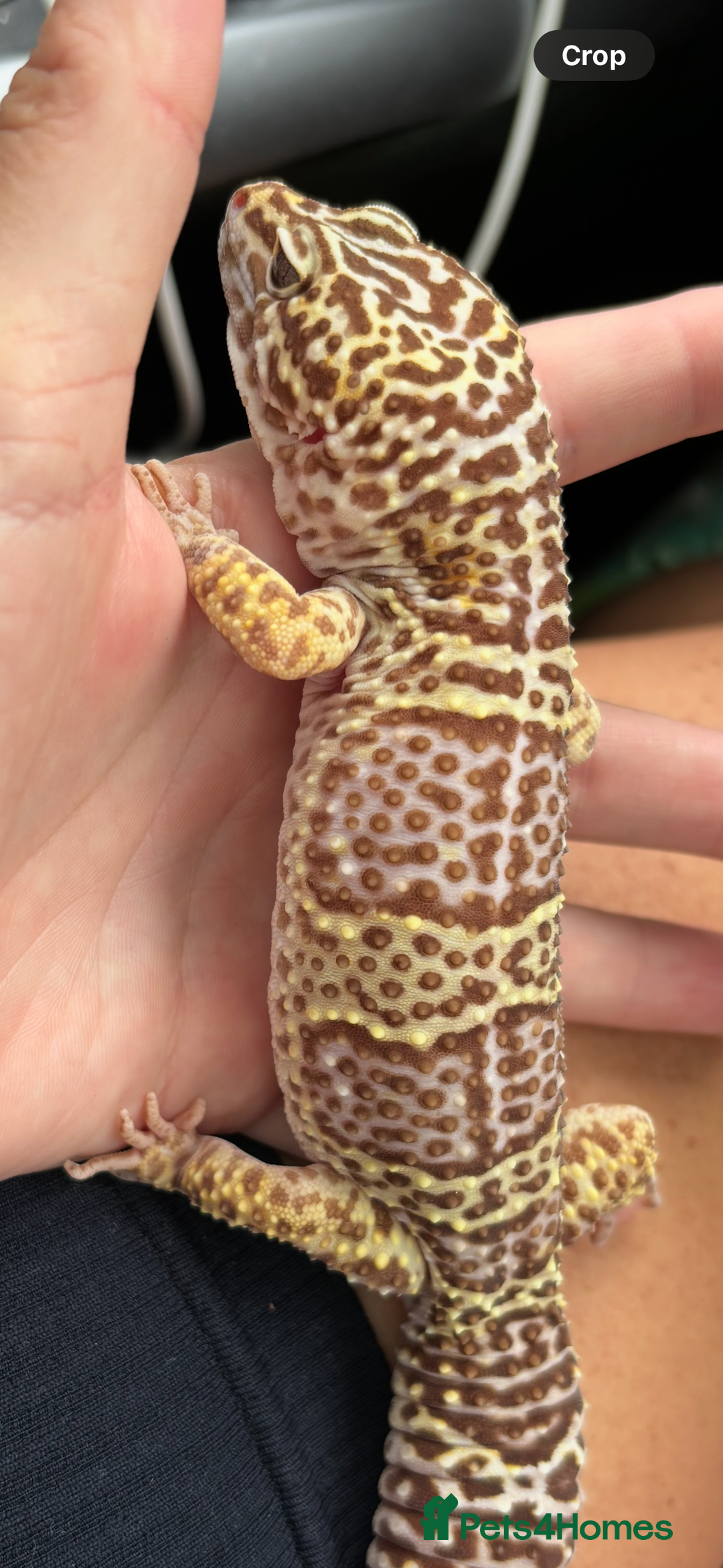 Gecko reptiles for sale: Leopard gecko and full set up - Image 3
