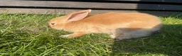 Mixed Breed rabbits for sale: Child friendly Mixed breed rabbits  - Advert 9