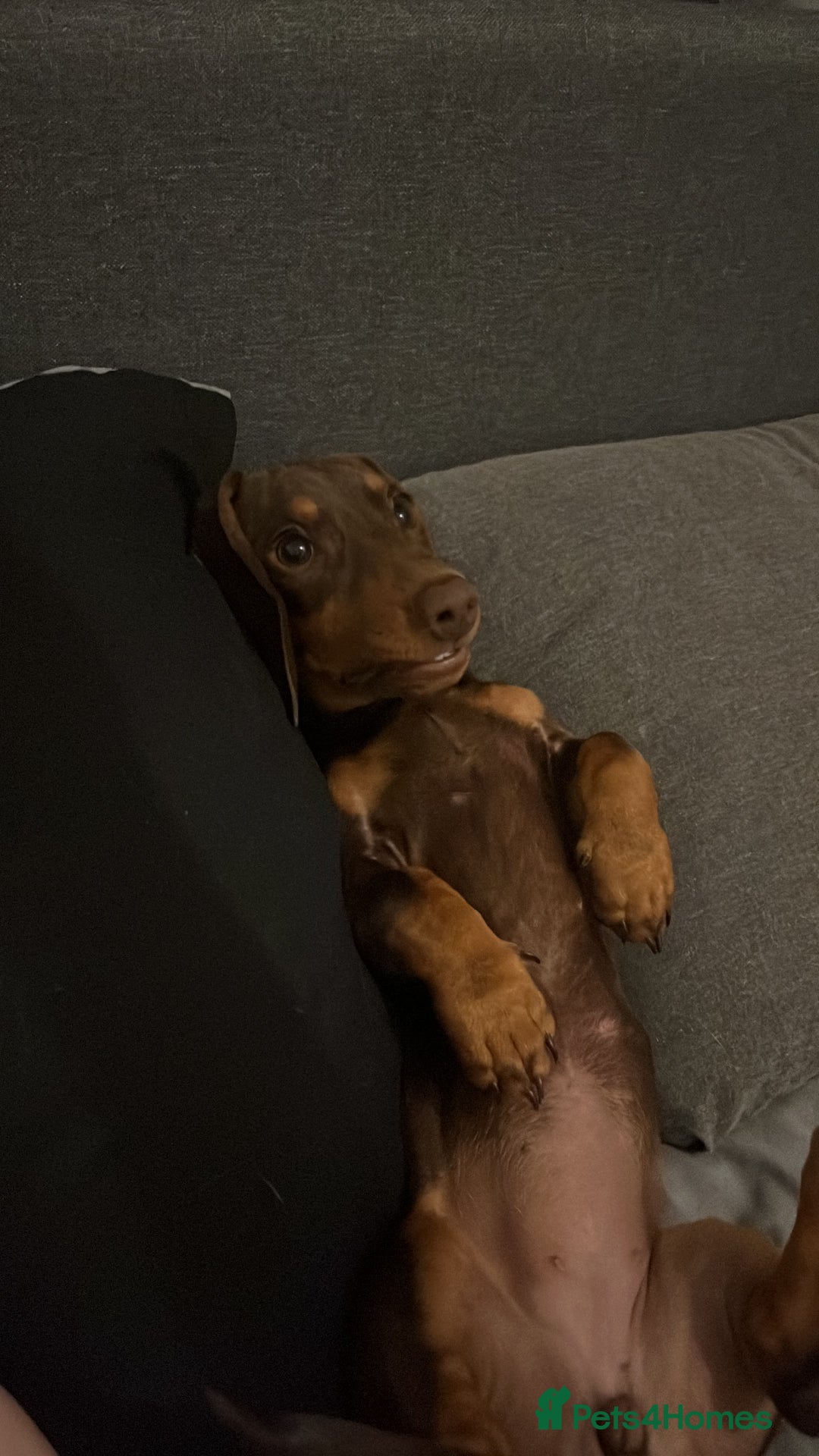 Dachshund dogs for sale: Dollie the Dachshund - Advert 5