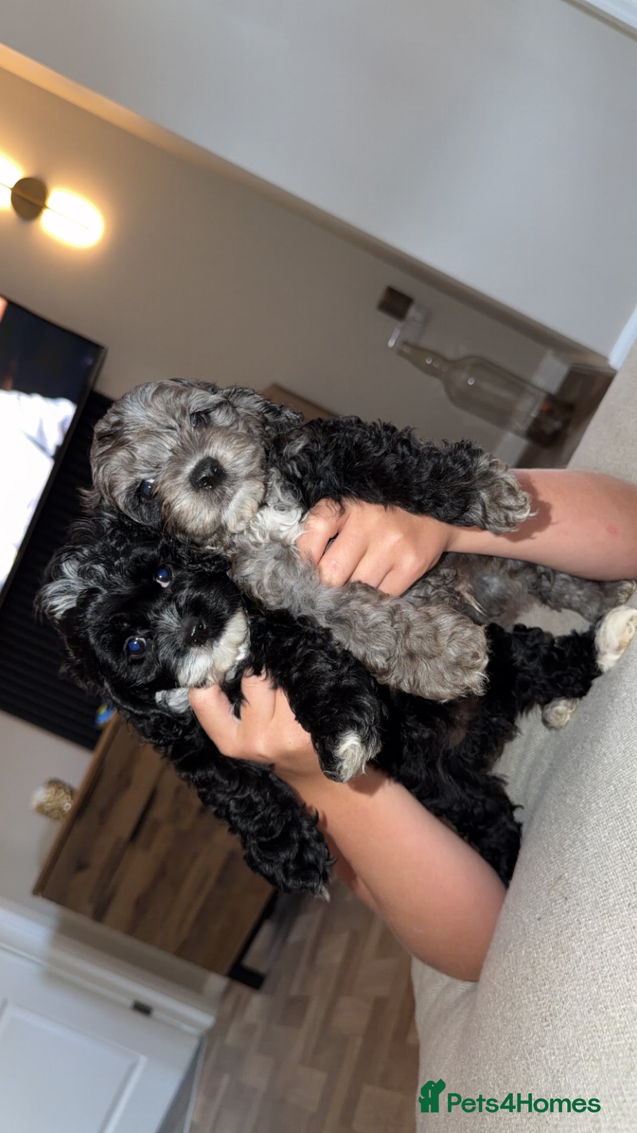 Cockapoo dogs Stunning Yankeepoo puppies ❤️ - Advert 2